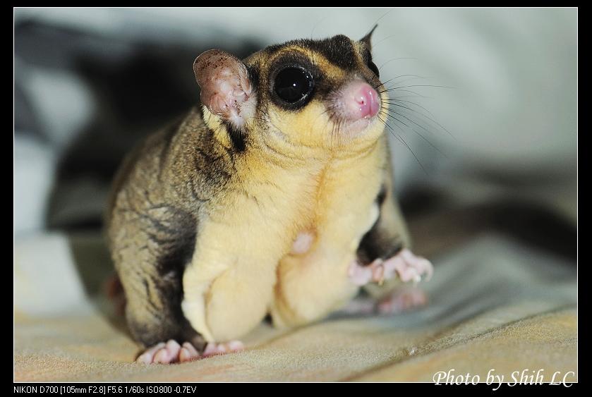 Penyakit Umum Sugar Glider dan Cara Mengobatinya