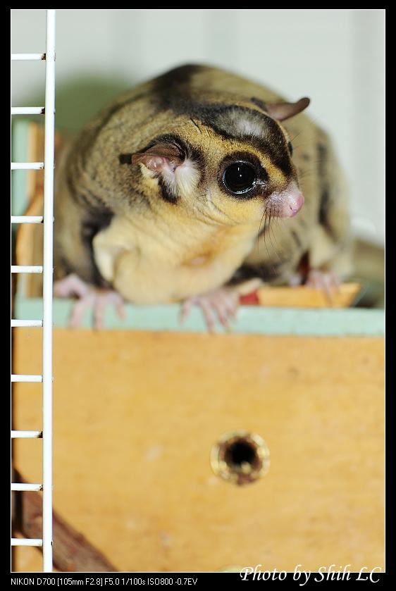 Jenis-Jenis Warna (Morph) Sugar Glider Populer di Indonesia