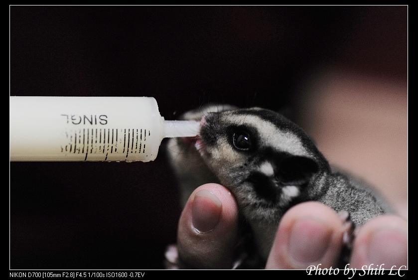 Harga Sugar Glider di Indonesia 2025–2026 dan Di Mana Membelinya