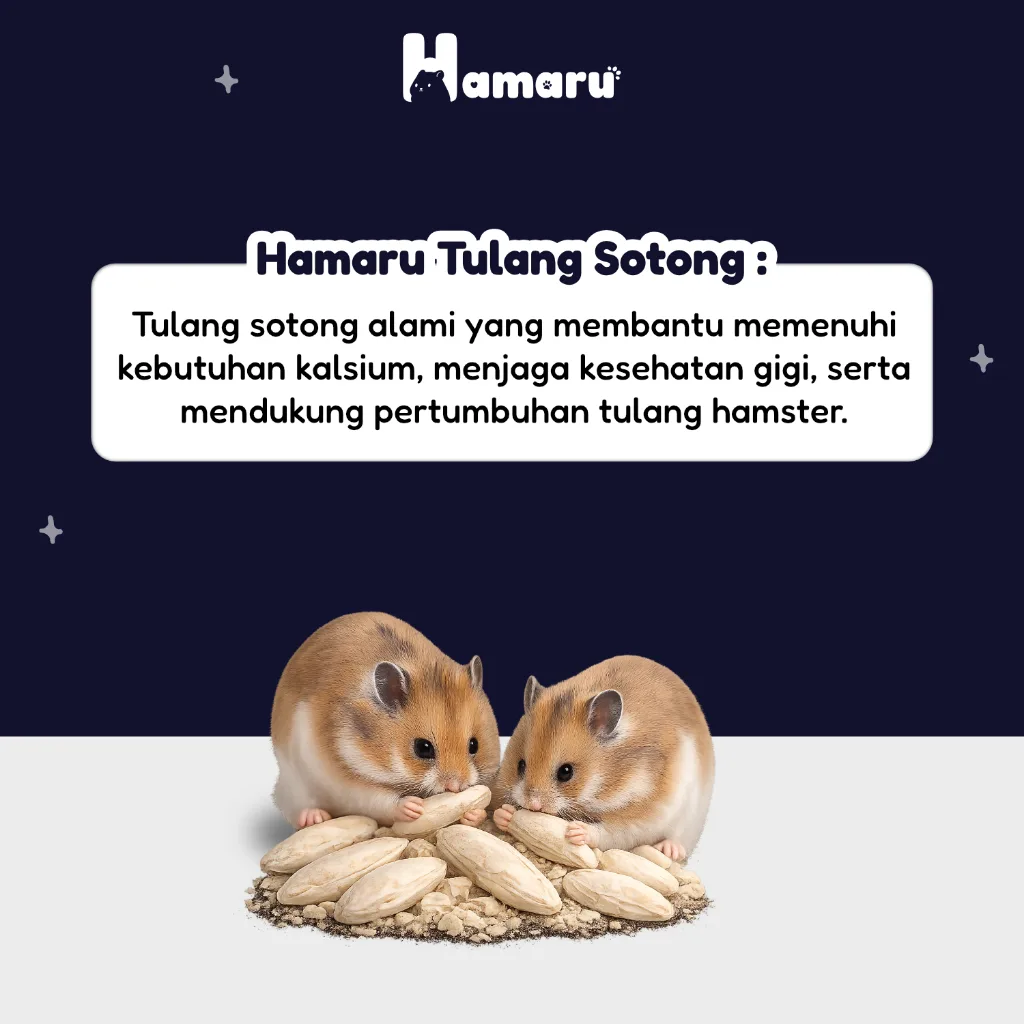 Hamaru Tulang Sotong Gigitan Gnawing Sumber Kalsium Alami Hamster Sugar Glider Marmut Landak Mini