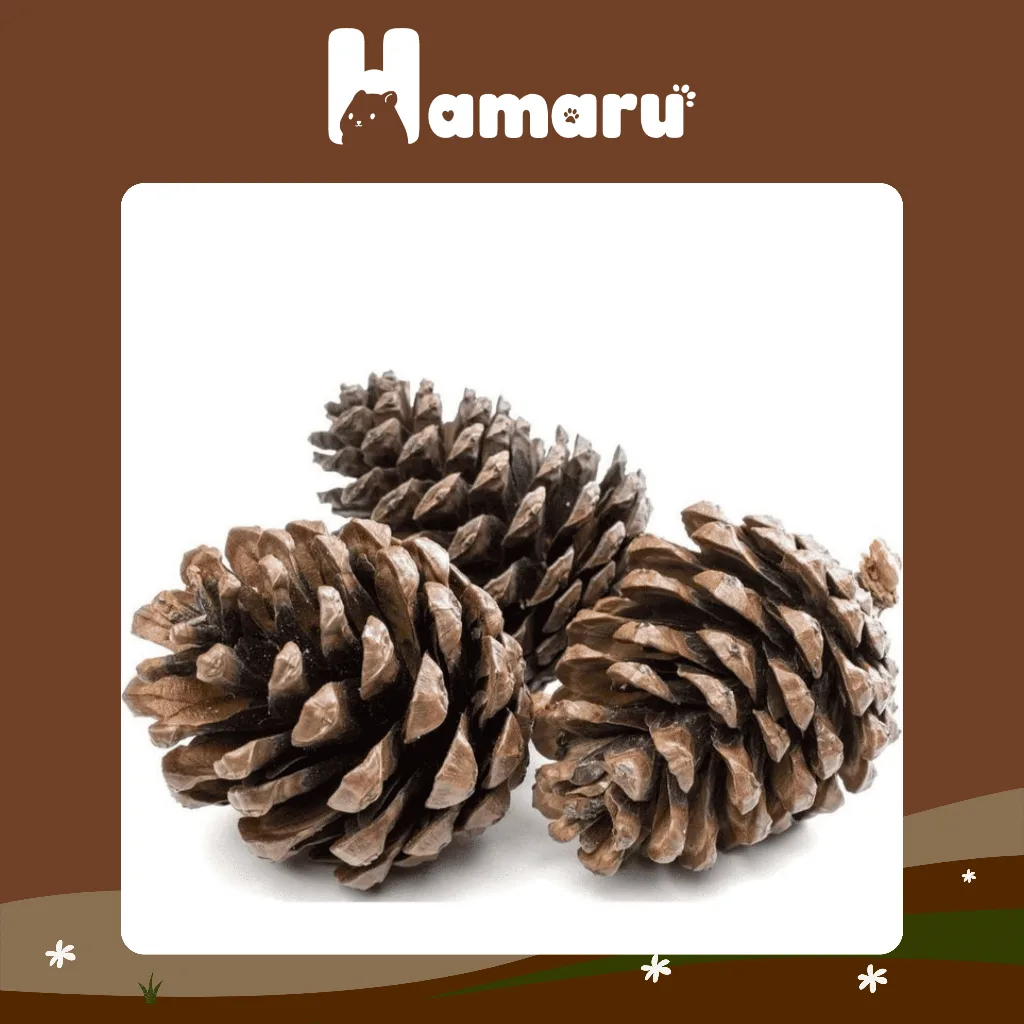 HAMARU Pine Cone Chew Perawatan Gigitan Hamster Alami Biji Pinus