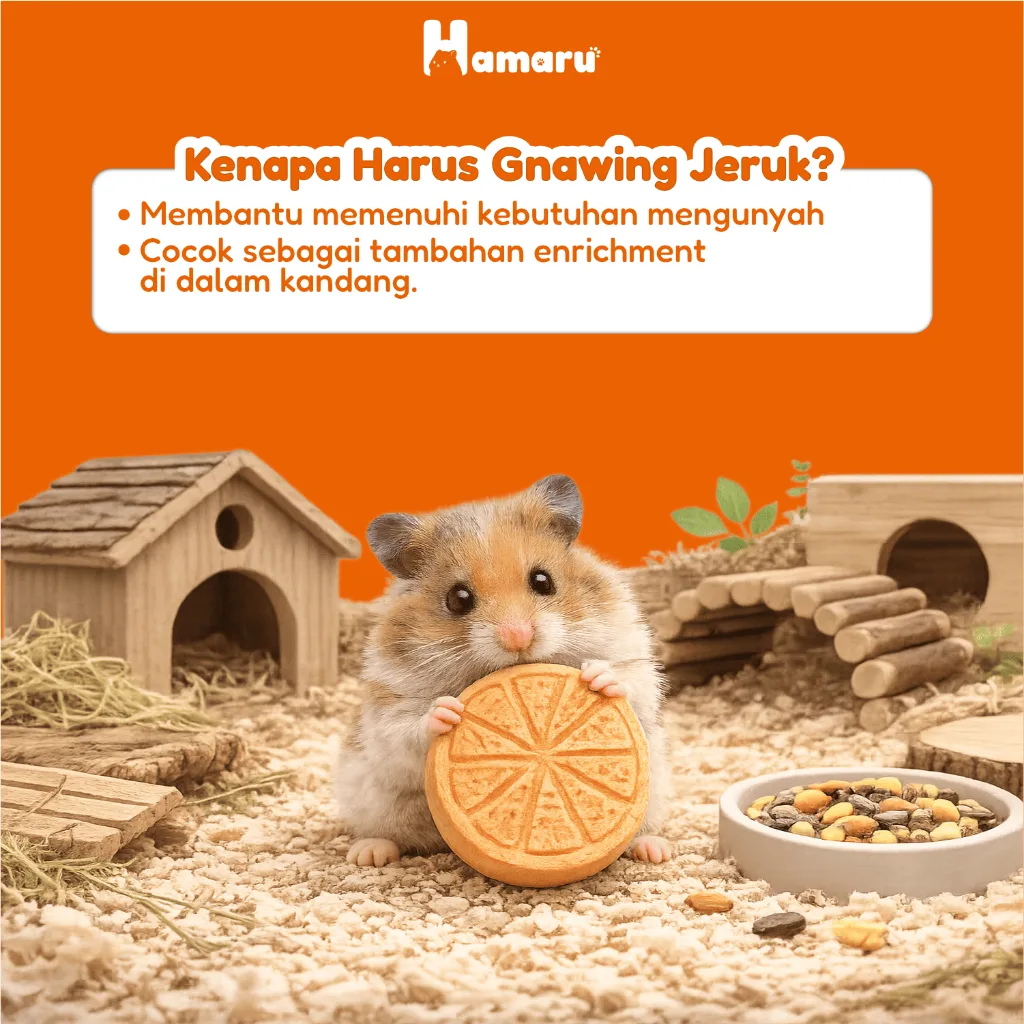 Hamaru Gnawing Buah Jeruk Mainan Gigit Chew Toy Hamster Sugar Glider Marmut Hewan kecil