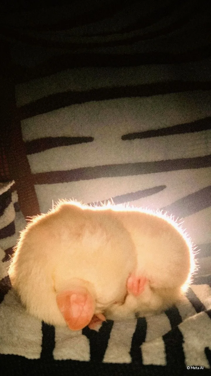 Foto ulasan veavionika_