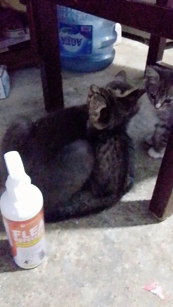 Foto ulasan 3zkmylove