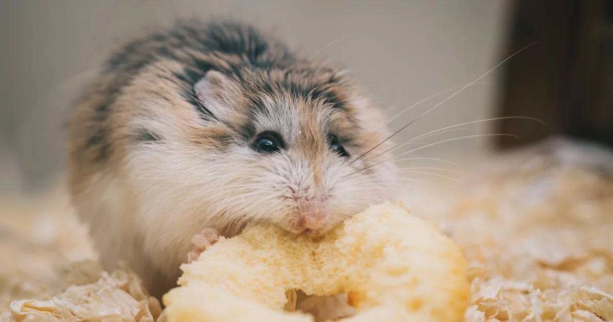Jenis Bedding Hamster dan Cara Memilihnya
