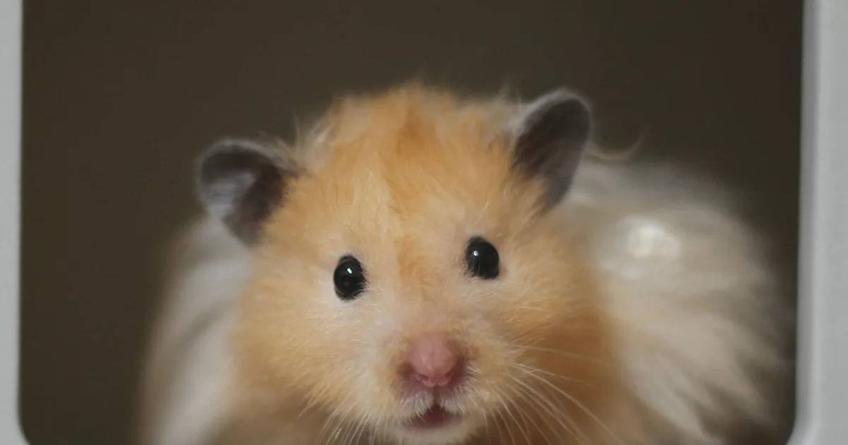Mengenal Hamster Syrian, Karakteristik dan Cara Rawat