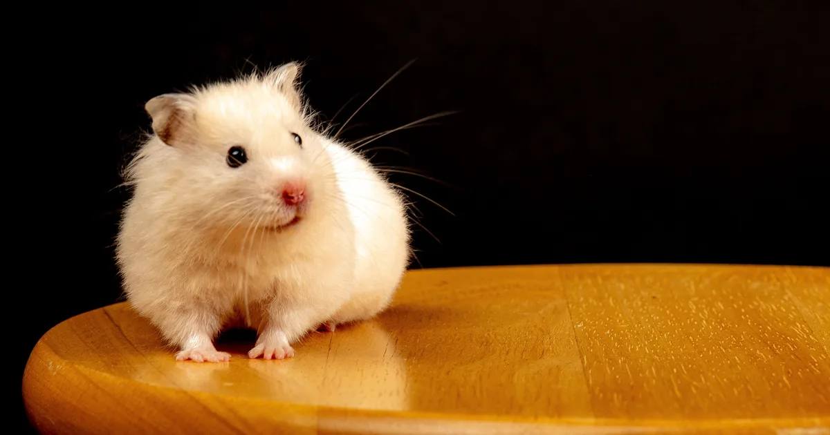 Mengenal Hamster Winter White